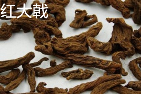 红大戟根部