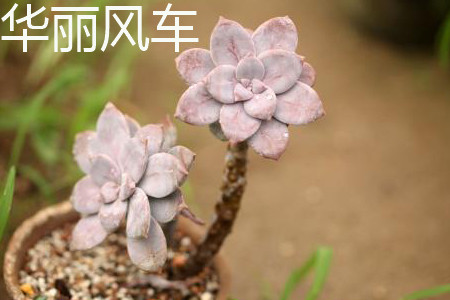 华丽风车植株