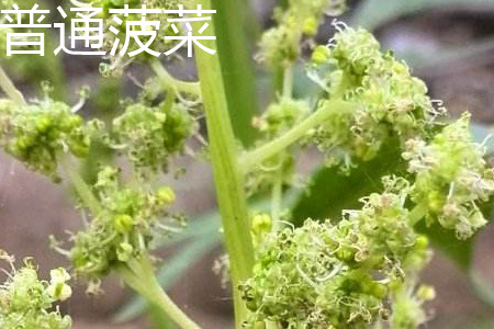 菠菜